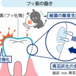 フッ素の働き