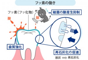 フッ素の働き