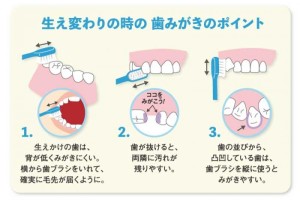 生え 変わり 乳歯 乳歯の生え変わり時期や永久歯が生える順番は？正しい抜き方、注意点を解説