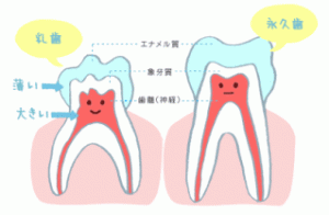 乳歯の構造